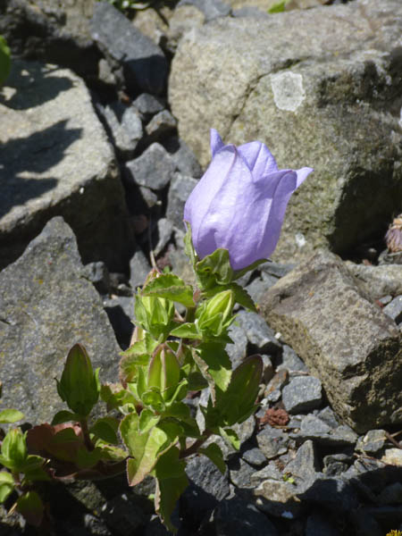 Campanula incurva